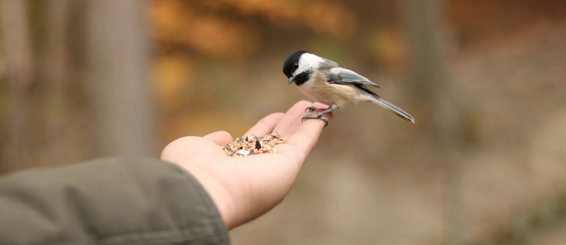 A Beginner’s Guide to Birdwatching at Home with Kids