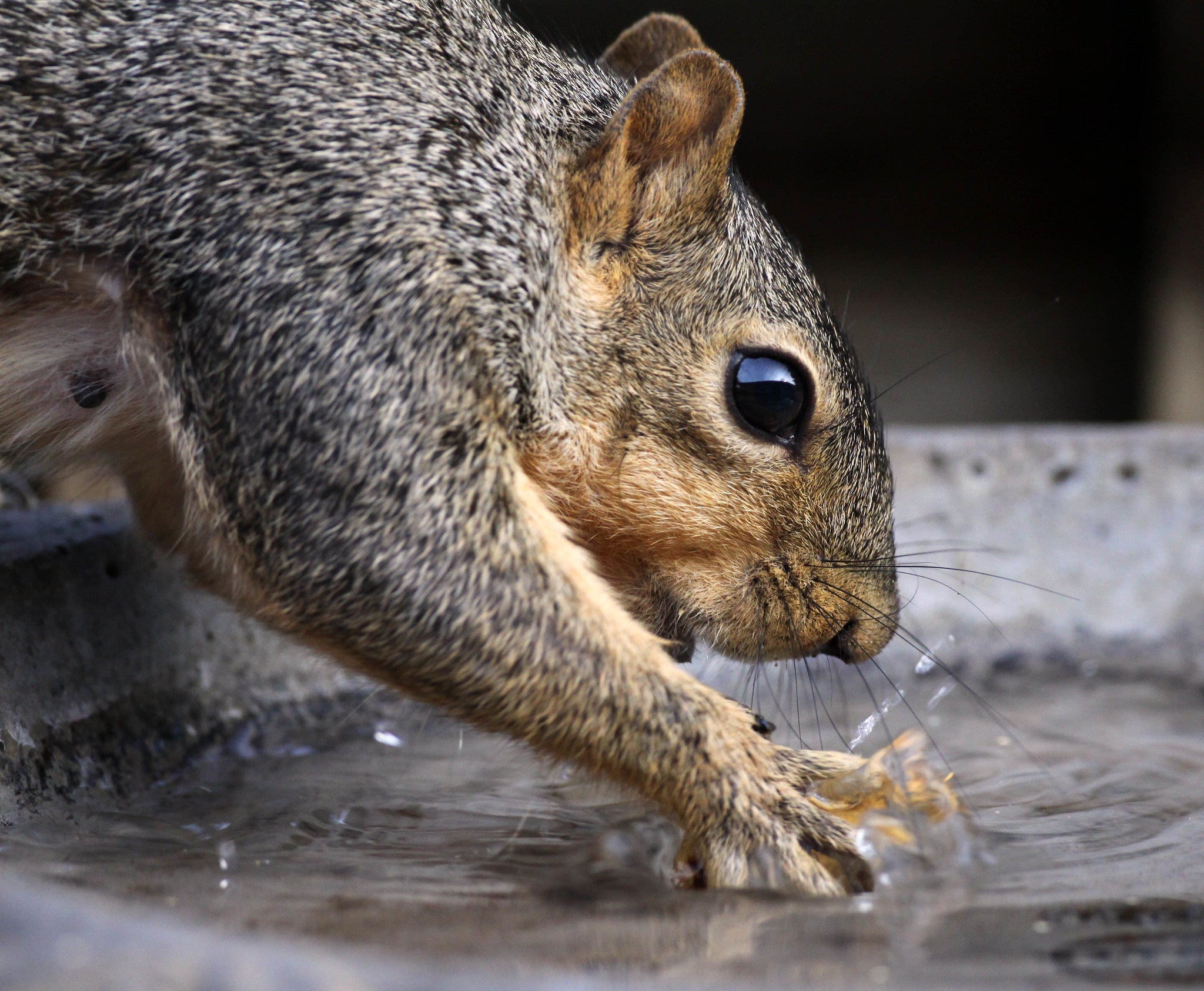 How to Keep Squirrels Off Your Bird Feeder (And Why It Matters)