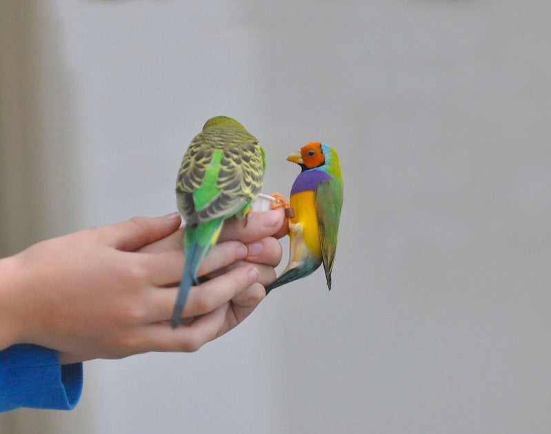 Interpreting the "little secrets" of bird trust and love, with tips on winning trust