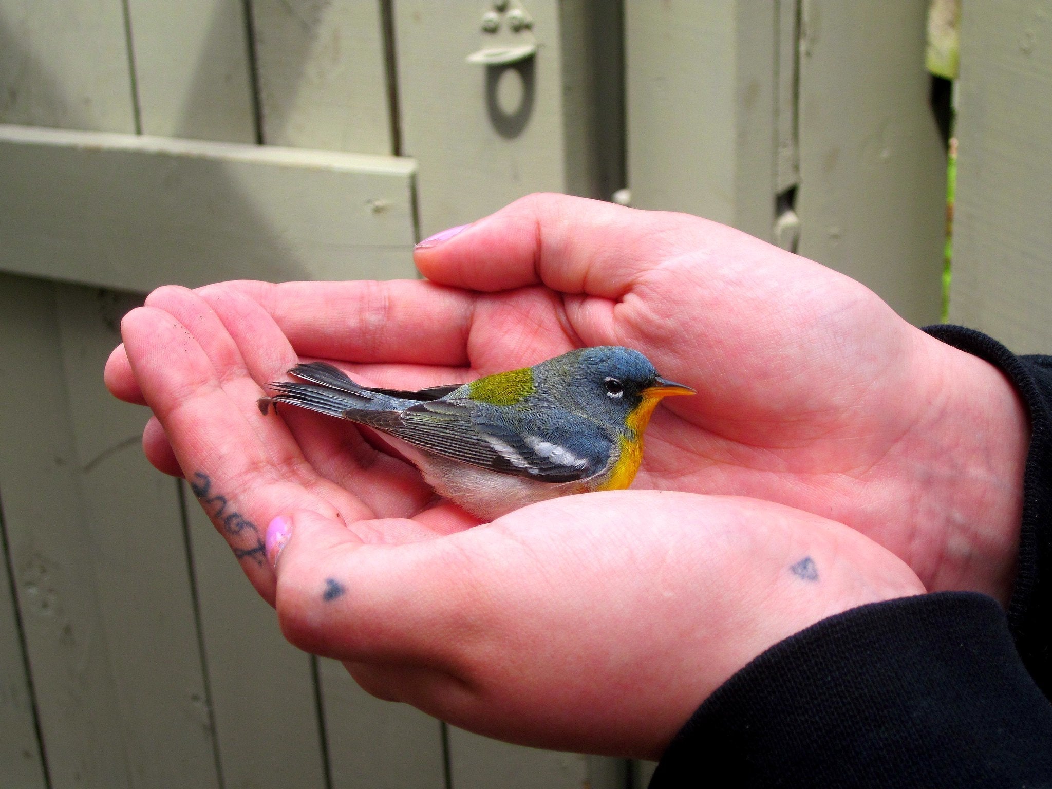 Don’t Just Watch—Rescue! How to Build a Lifesaving Kit for Backyard Birds