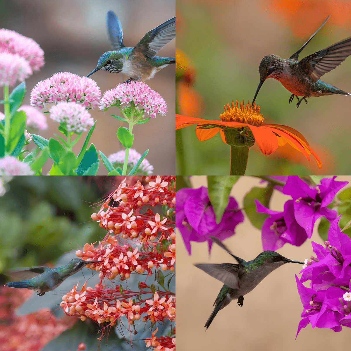 Spring Feeding Frenzy: Hummingbirds and Their Favorite Early Bloomers