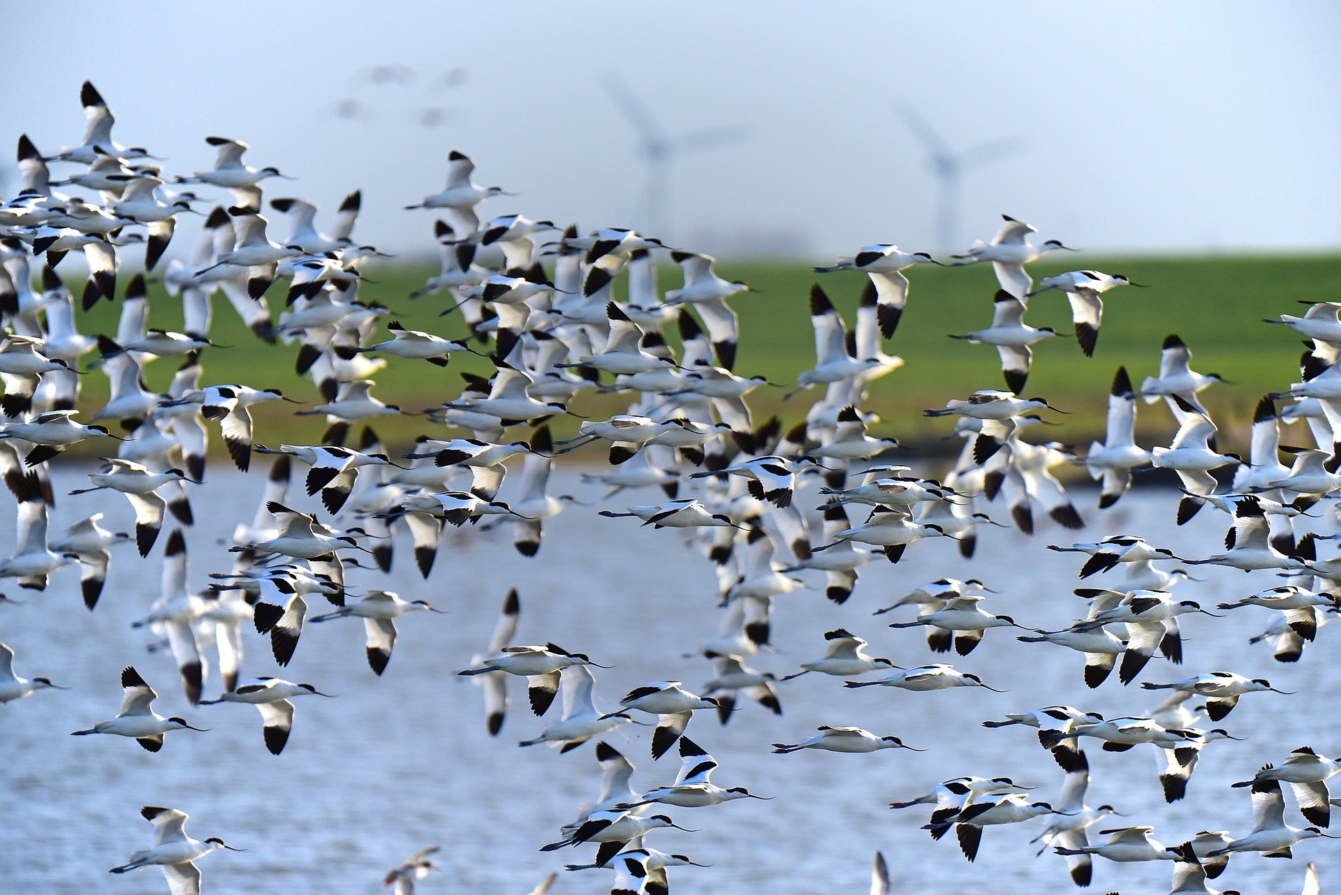 Uncovering the Mysteries of Bird Behavior: Exploring the Hidden Wonders of Nature