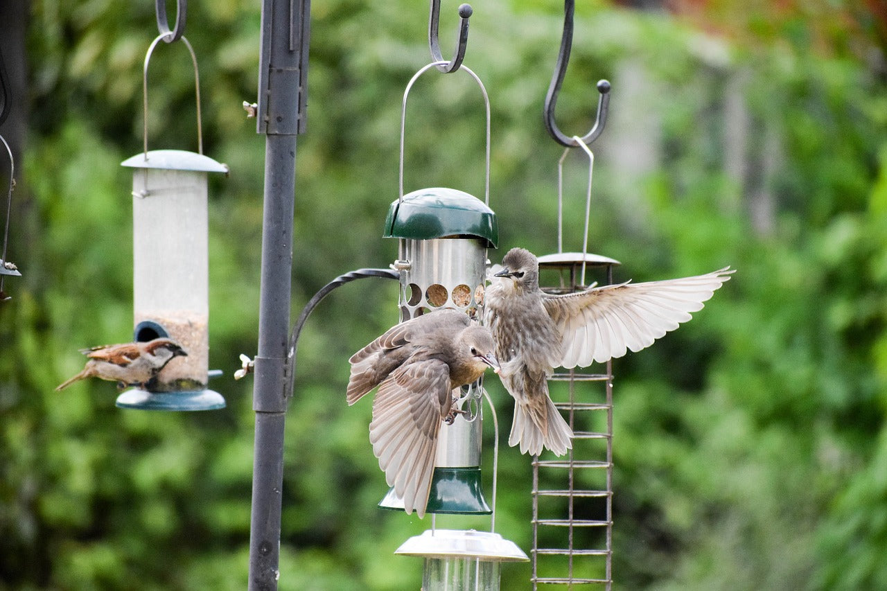 Smart Bird Feeders: A New Chapter in Family Life