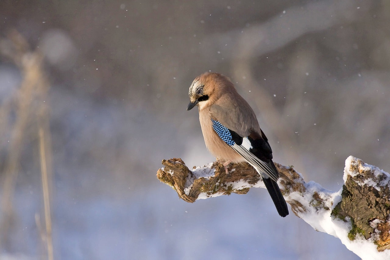 Birds' survival wisdom in winter, and tips for dealing with extreme weather!