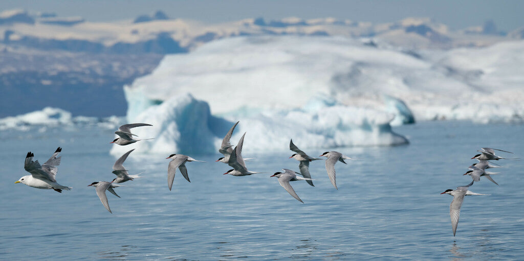 The World’s 5 Most Epic Bird Migrations (And How You Can Safely Cheer Them On)