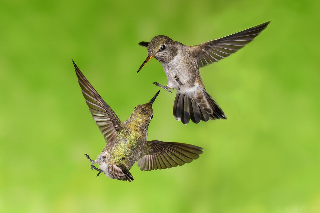 Spring is for Love: How Hummingbirds Prepare for Breeding Season (And How You Can Help!)