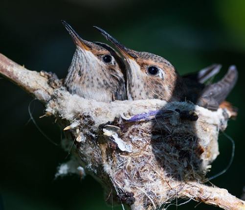 Hummingbird Nest Secrets: How These Tiny Architects Build Their Miniature Masterpieces
