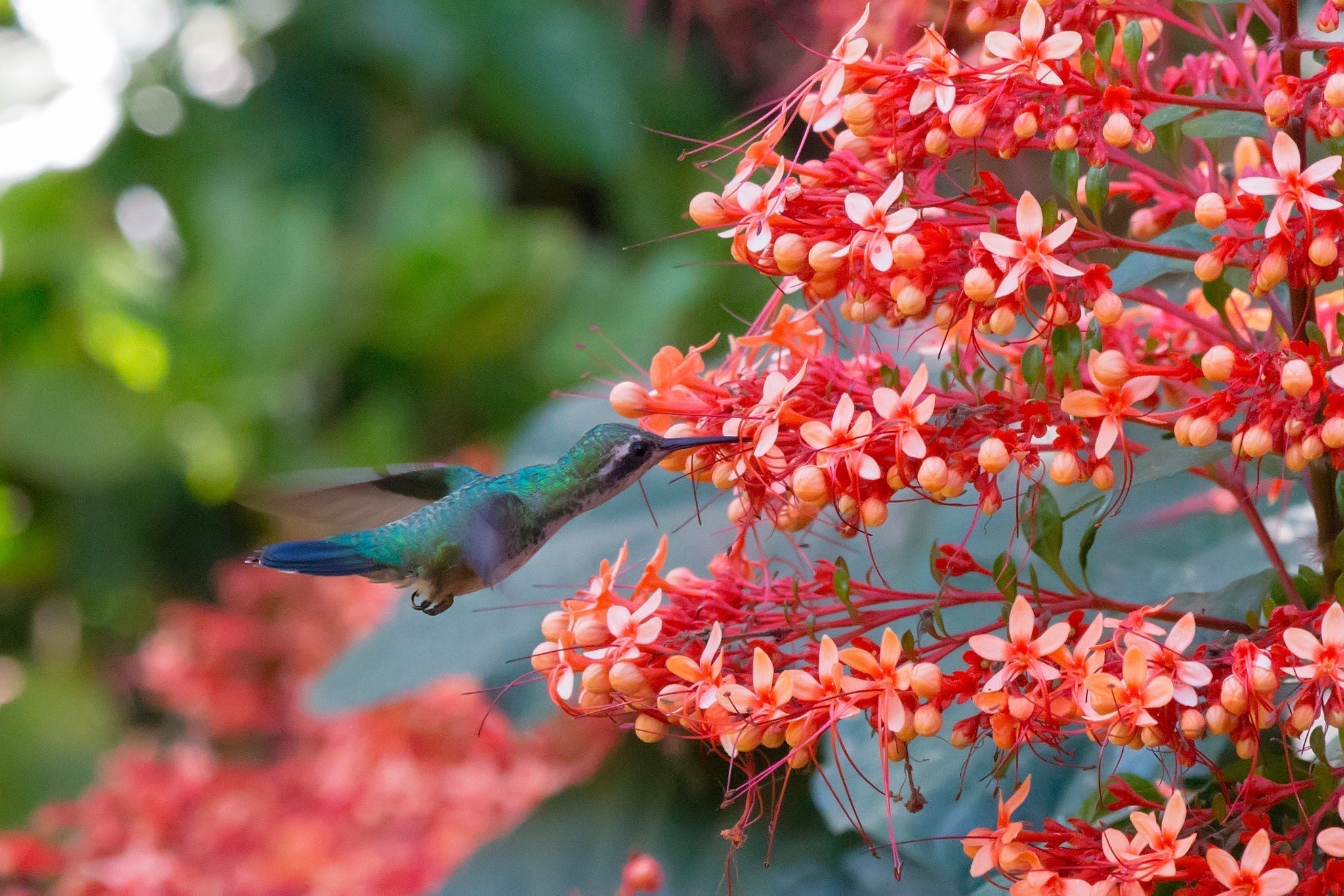 Creating a Beginner Hummingbird Garden: Creating a Home for These Little Creatures