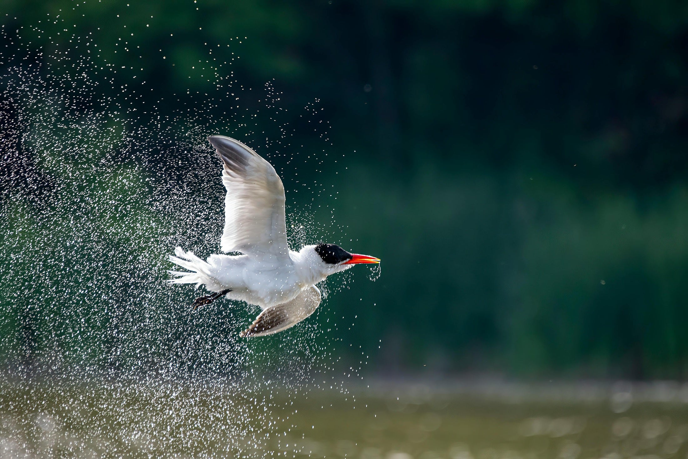 Poems in the Sky: Revealing the Magical World of Birds