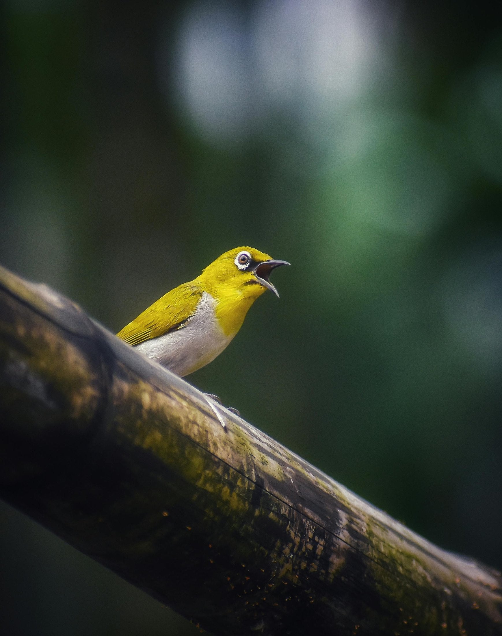 Do birds tell each other where food is?