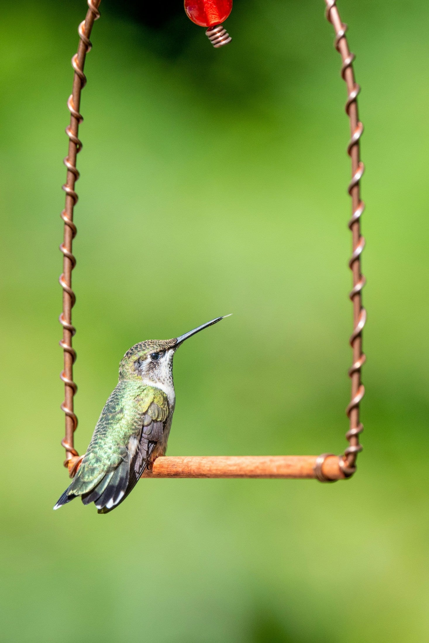 How to Build Trust with Wild Birds (And Enjoy Their Company All Year)
