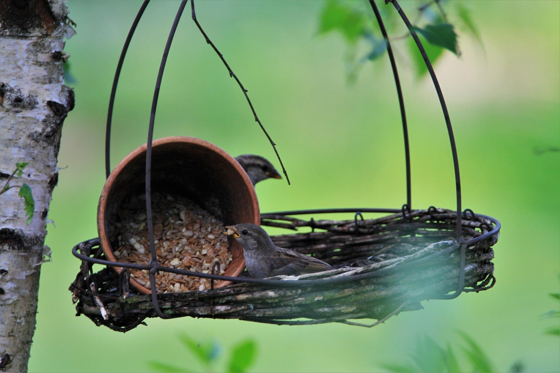 The Silent Killers in Your Backyard: 5 Surprising Things That Poison Birds