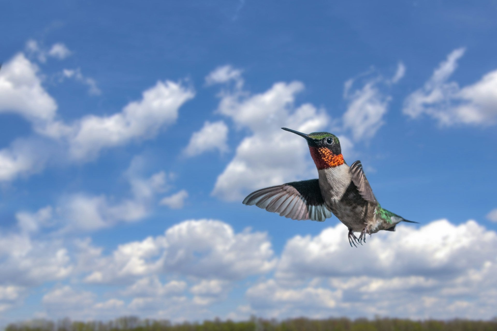 How Do Hummingbirds Navigate Thousands of Miles? The Science Behind Their Secret Compass