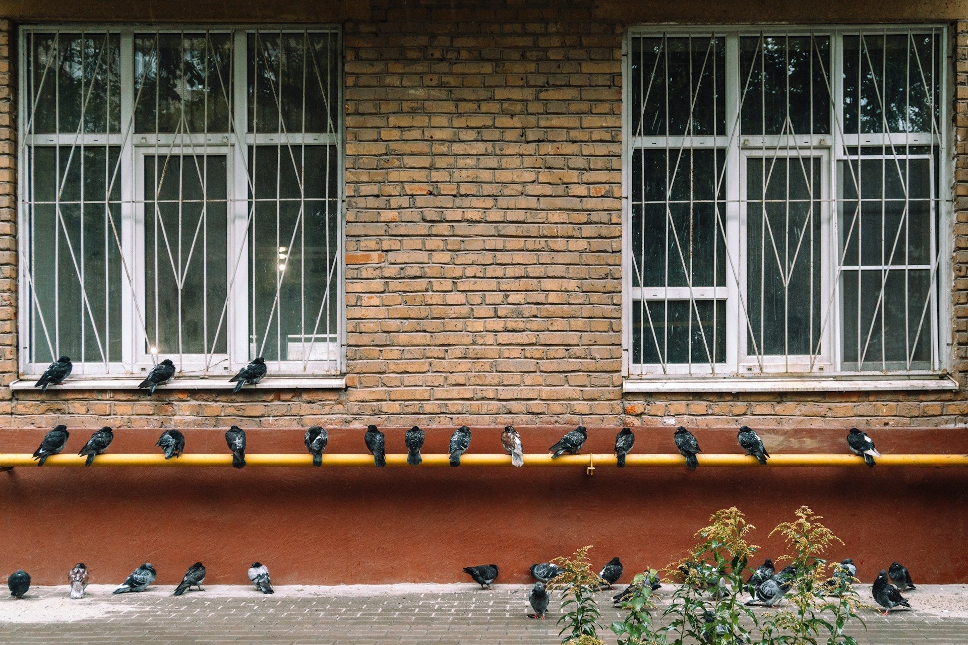 Birds Under Your Eaves? How to Handle Noise & Mess (Without Being a Jerk)