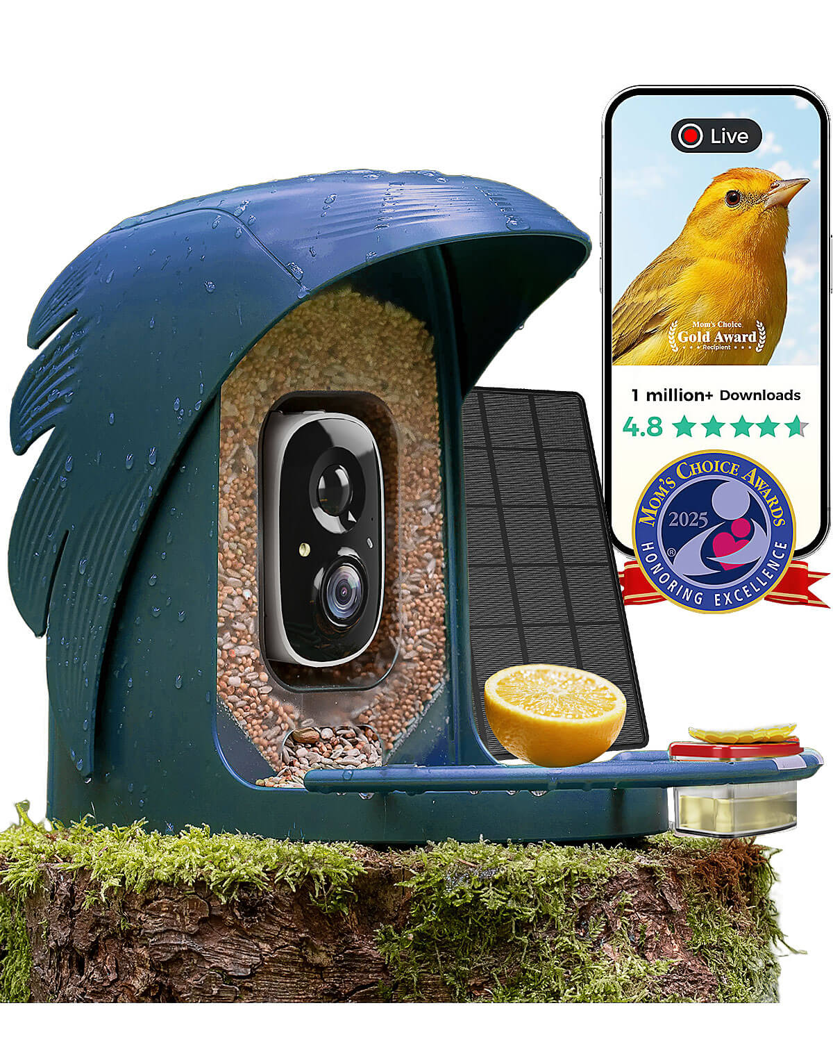 Are Bird Feeder Cameras Worth It? Uncover the Truth Today!