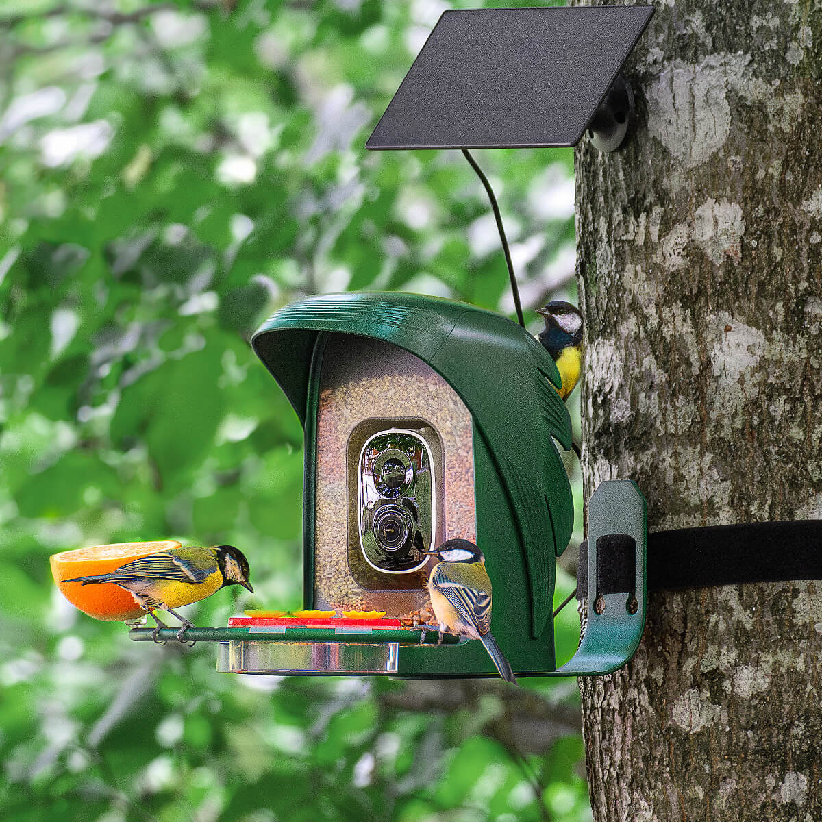 Why Smart Bird Feeders Are the Future of Birdwatching