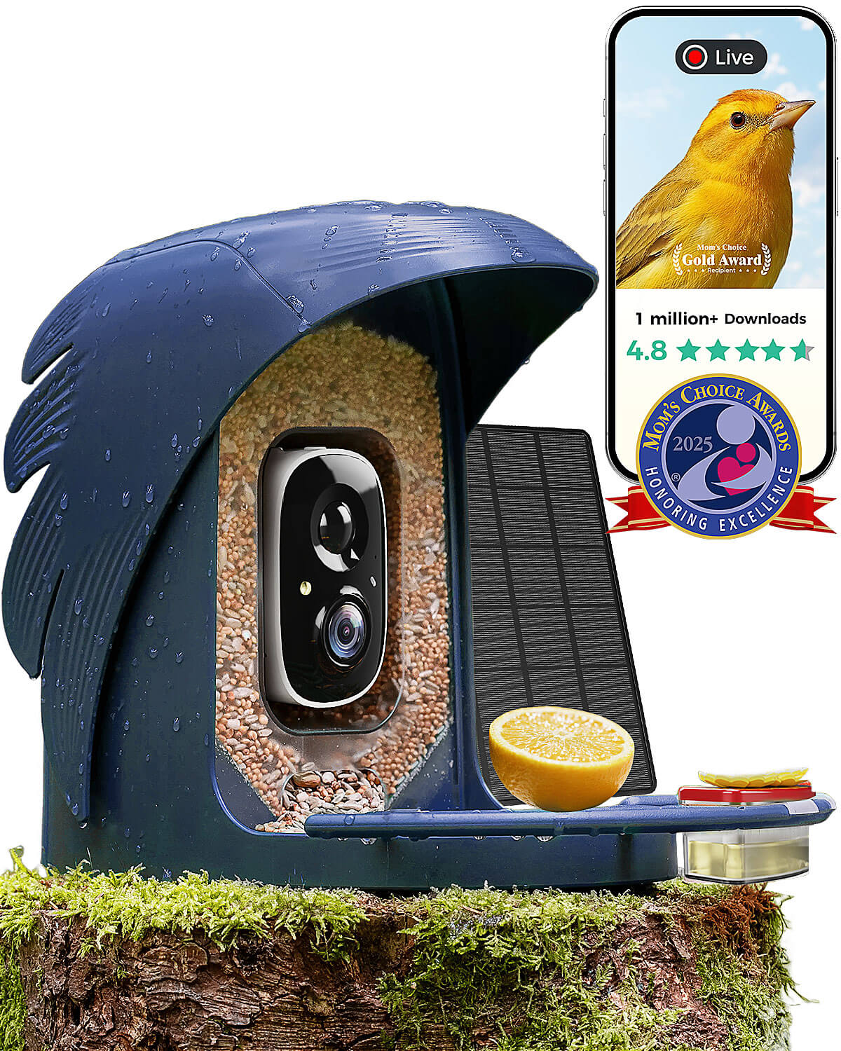How a Smart Bird Feeder with Camera Transforms Your Backyard Bird Watching