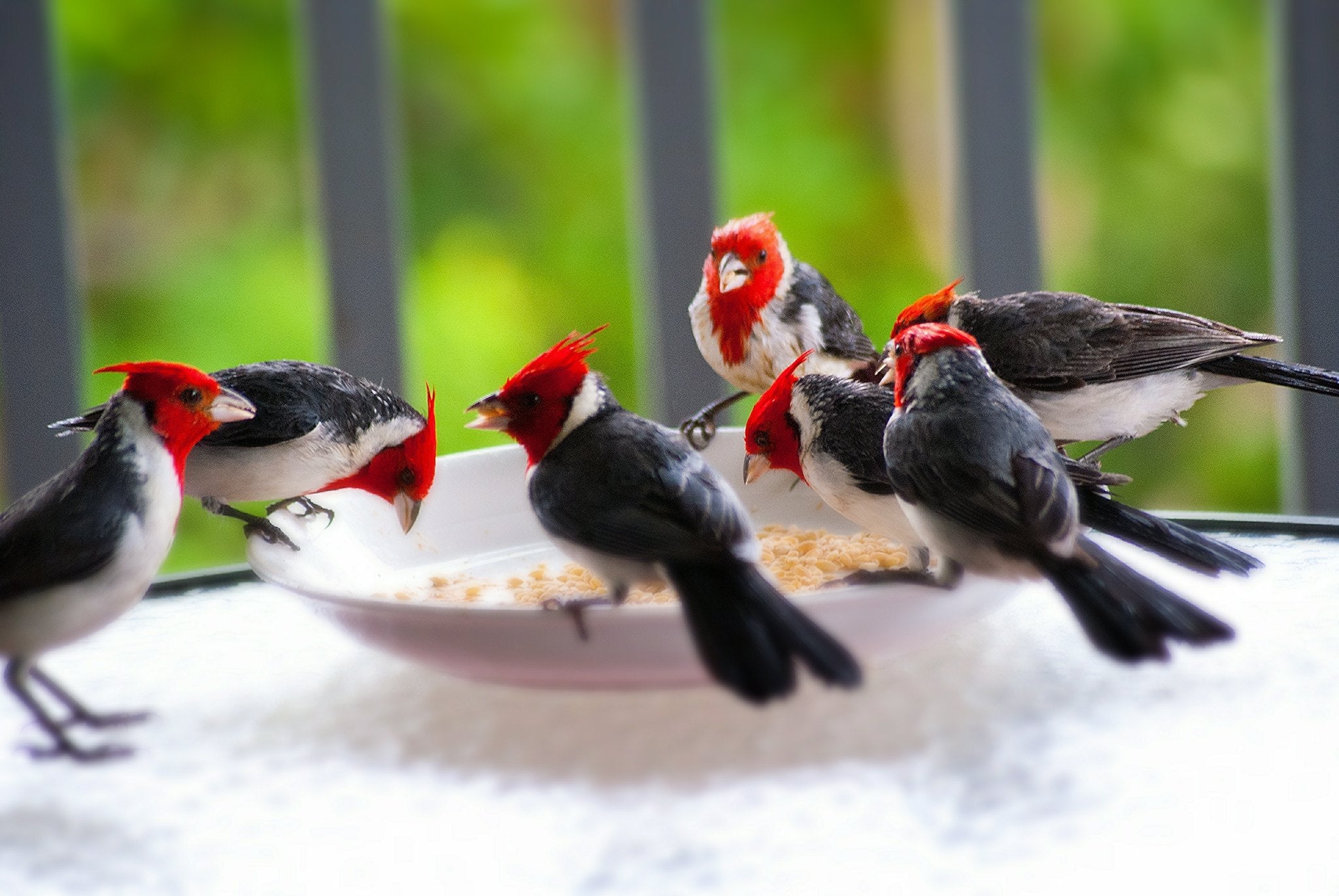 What Not to Feed Wild Birds: A Must-Read for Safe Backyard Feeding