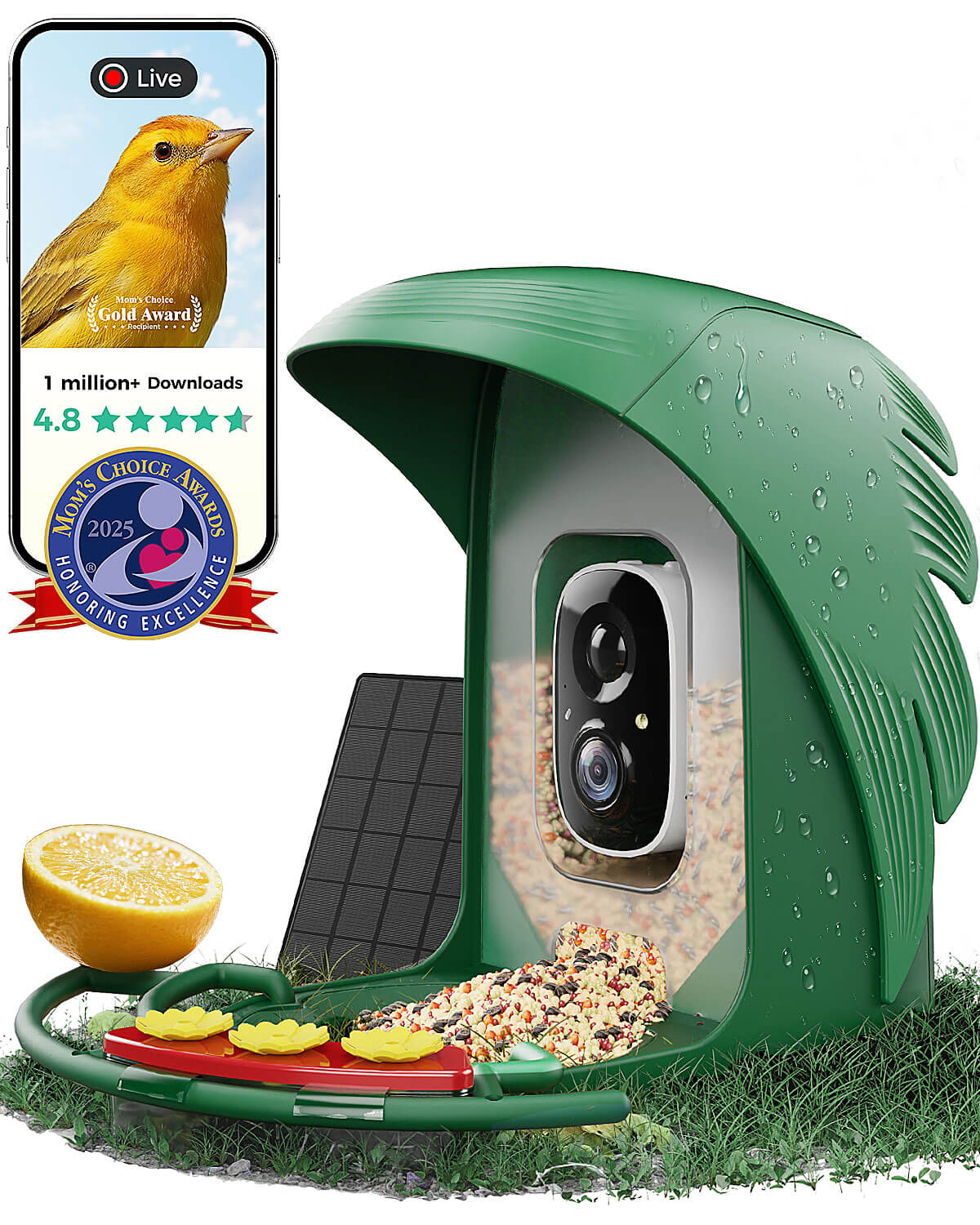 Buyer's Guide: Choosing the Best Smart Bird Feeder with Camera for Your Backyard
