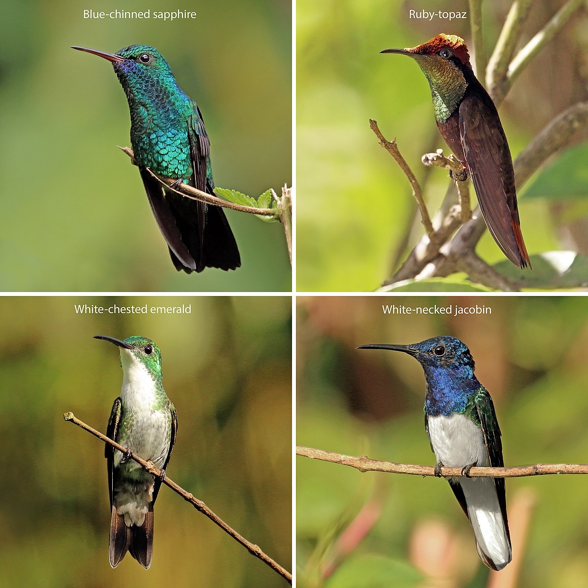 The Enchanting Varieties of Hummingbird Species