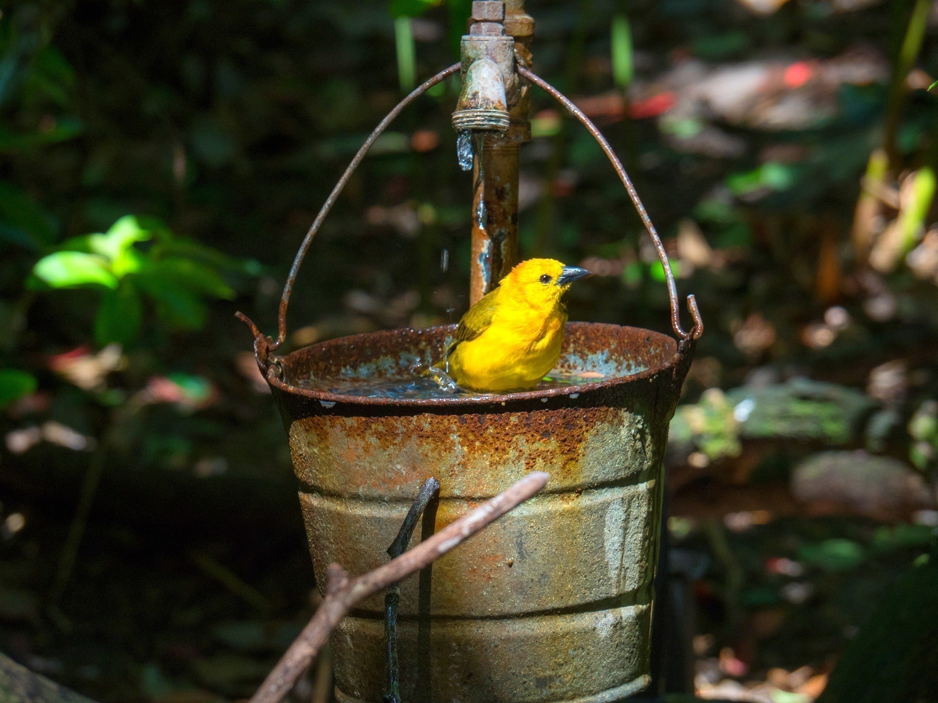 Why Your Birdbath is a Death Trap in April (And How to Fix It in 5 Minutes)
