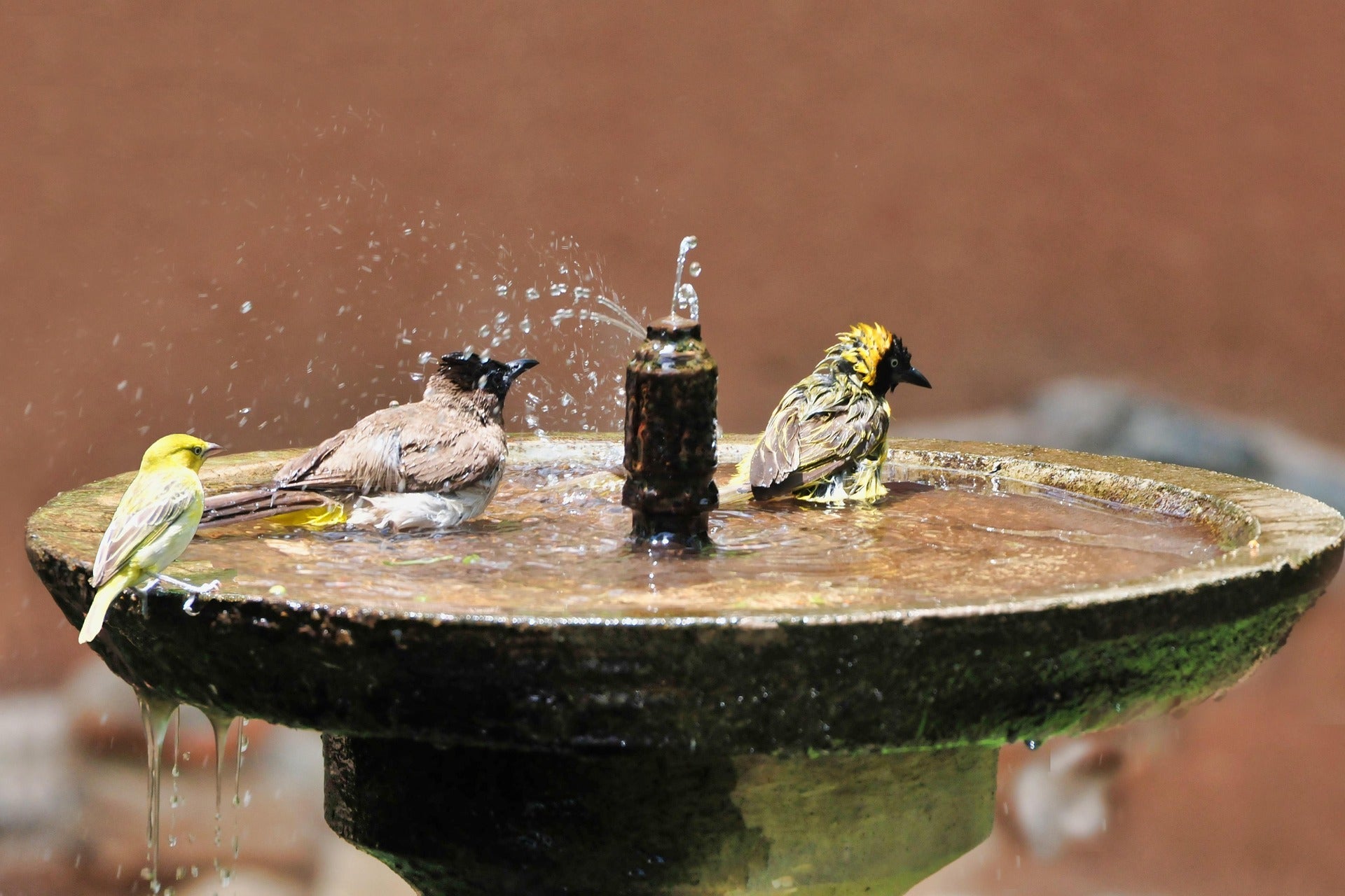 The Ultimate Summer Guide: Attracting More Birds to Your Backyard