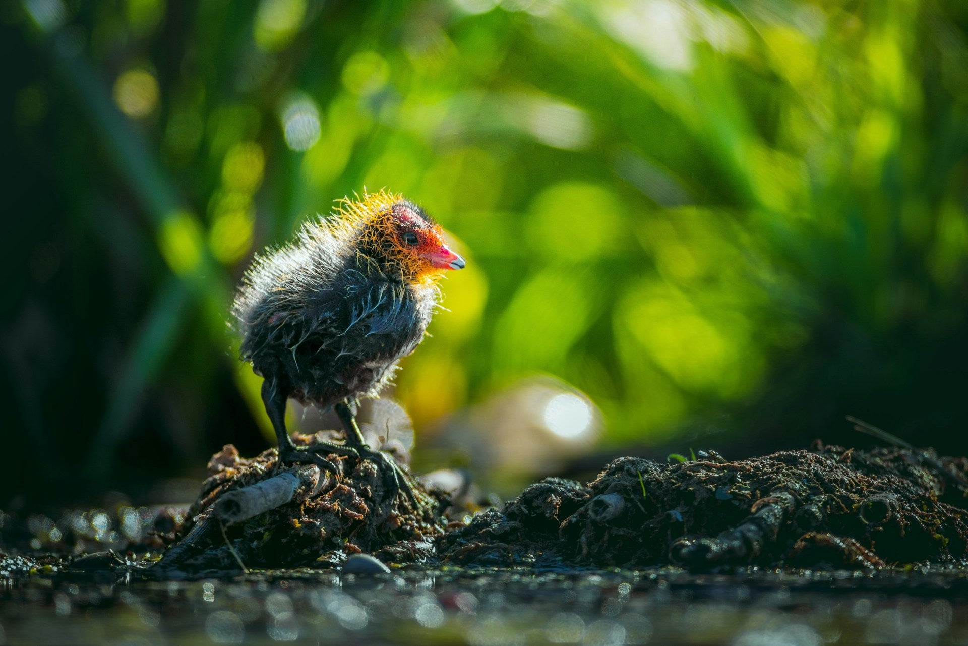 Elves guarding the Sky: A Guide to Health care for birds