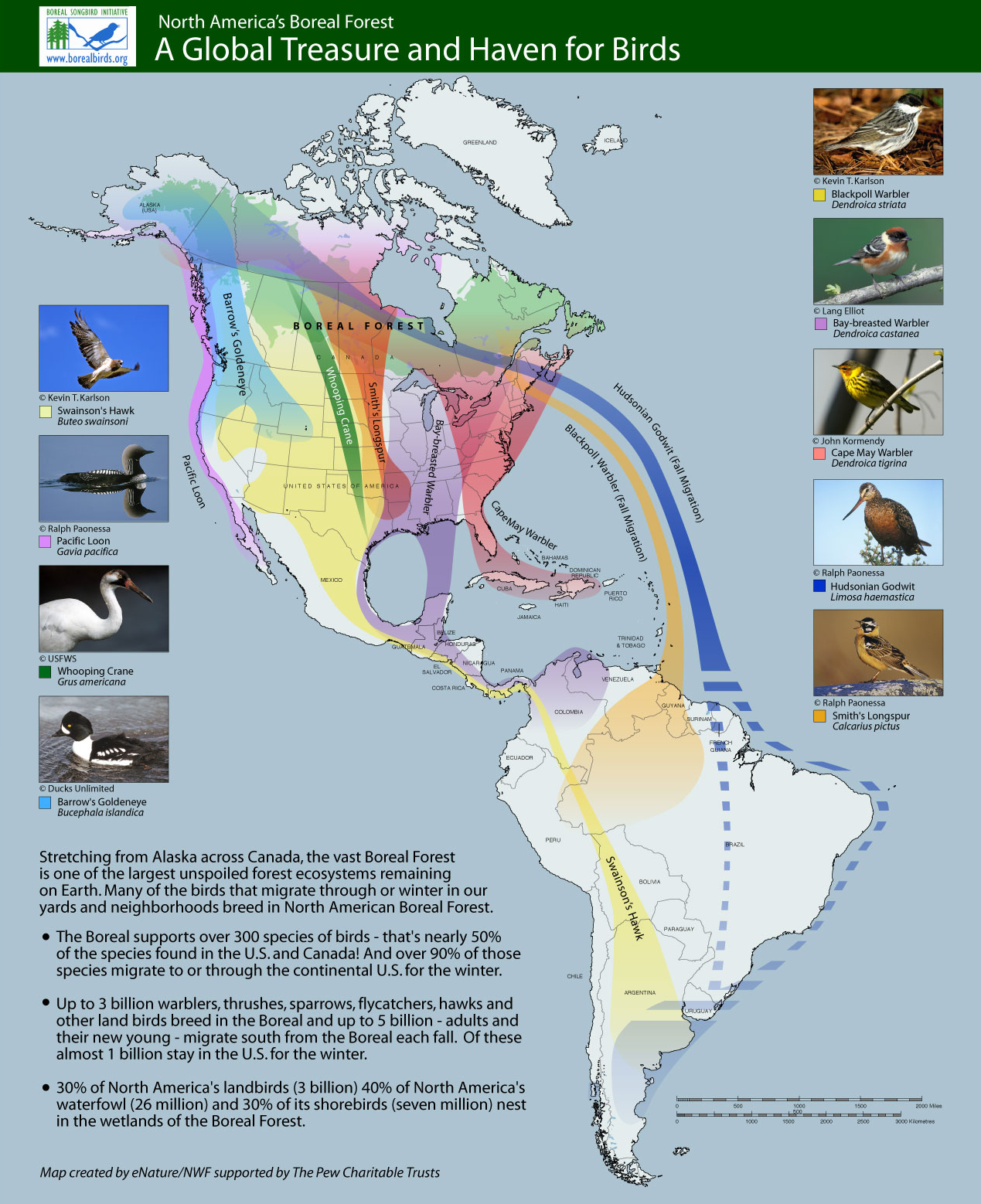 7 Expert Tips to Attract Migrating Birds to Your Backyard This Fall