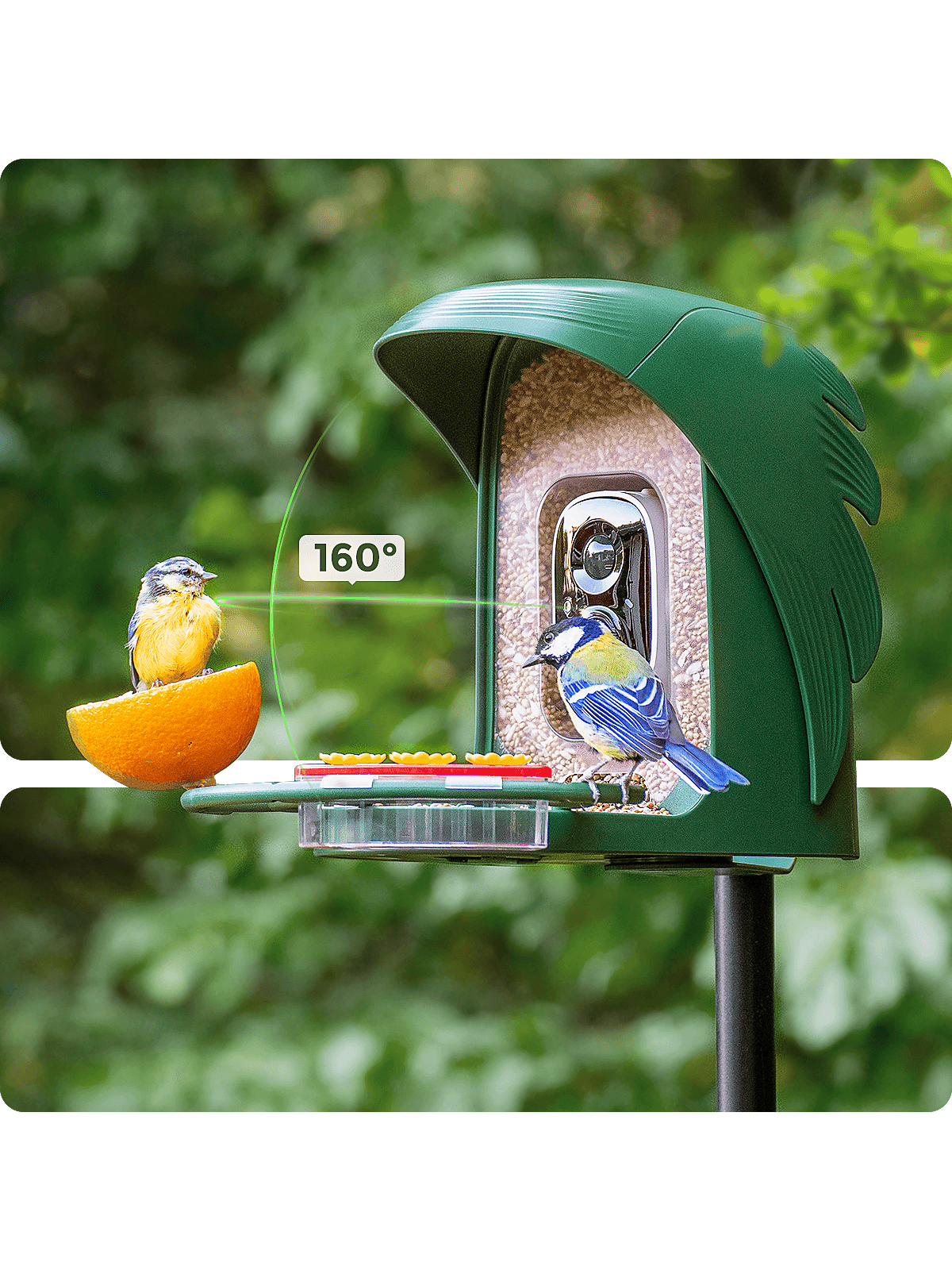 Winter Wonders: Essential Tips for Bird Feeding & Watching in the Coldest Months