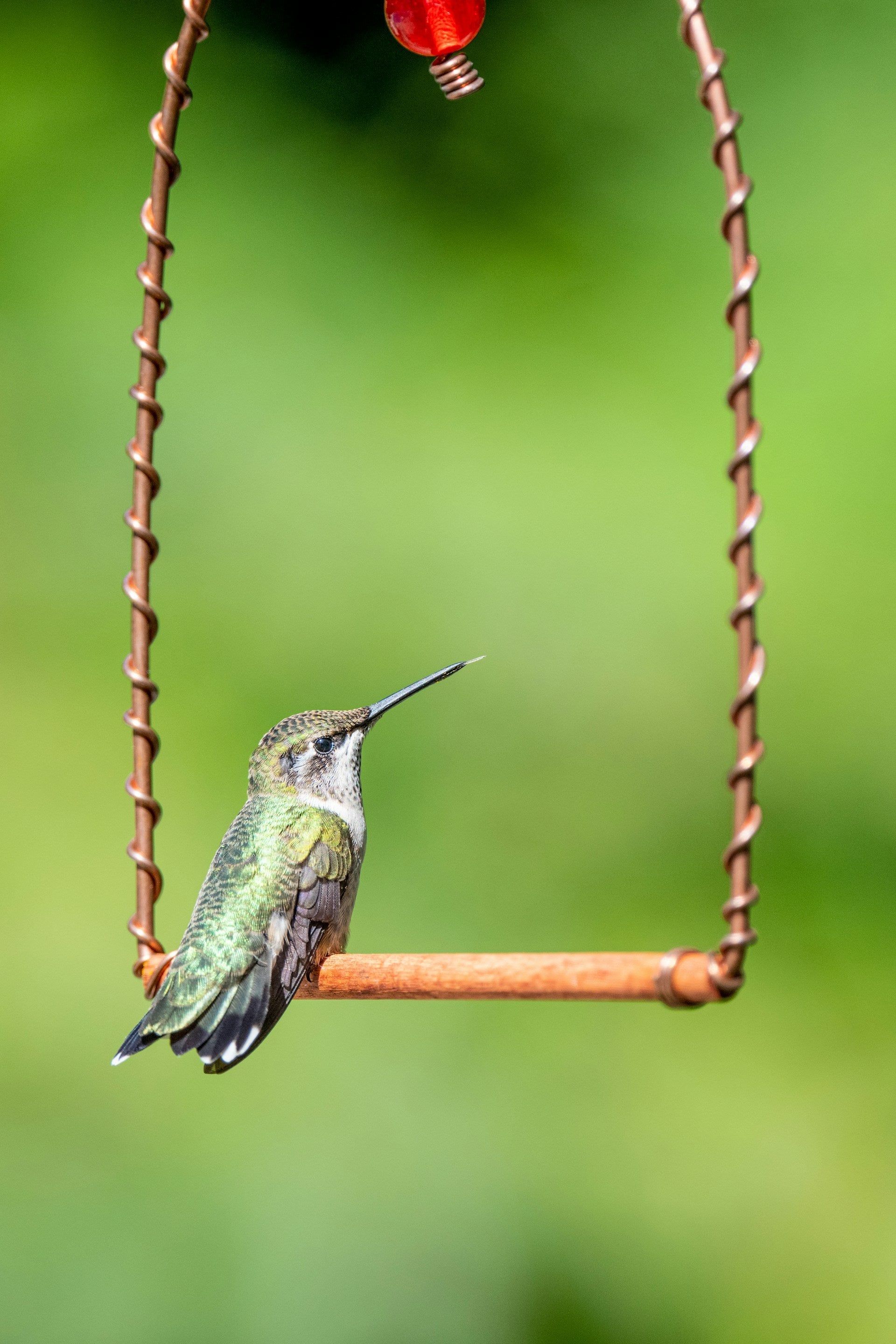 How to Build Trust with Wild Birds (And Enjoy Their Company All Year)