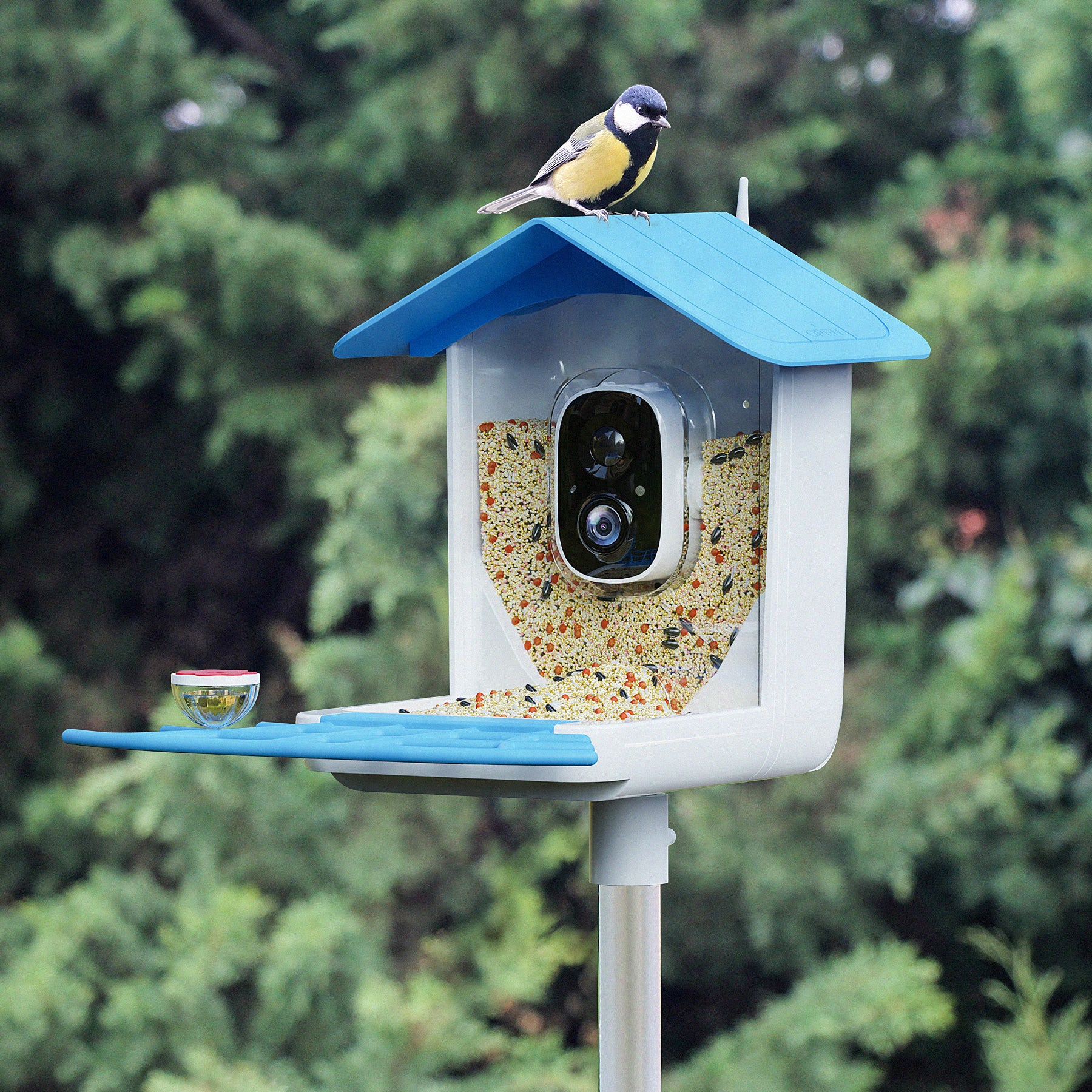 Bird Feeder With Camera: Capture Nature's Beauty